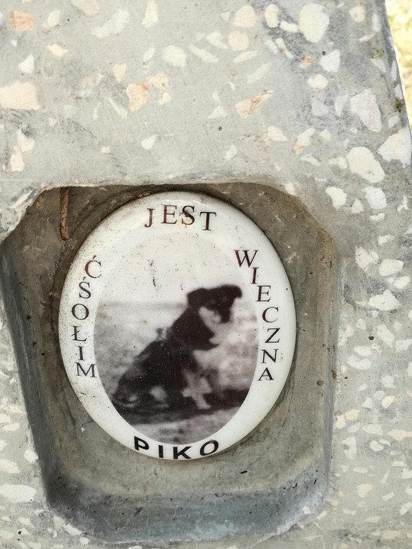 Piko - był kochany