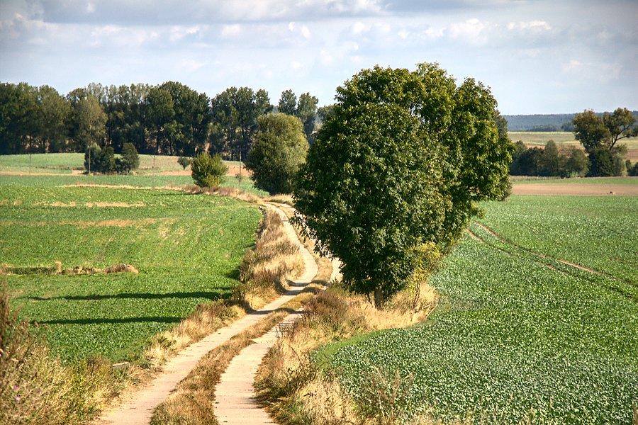 W drodze do sadłowa