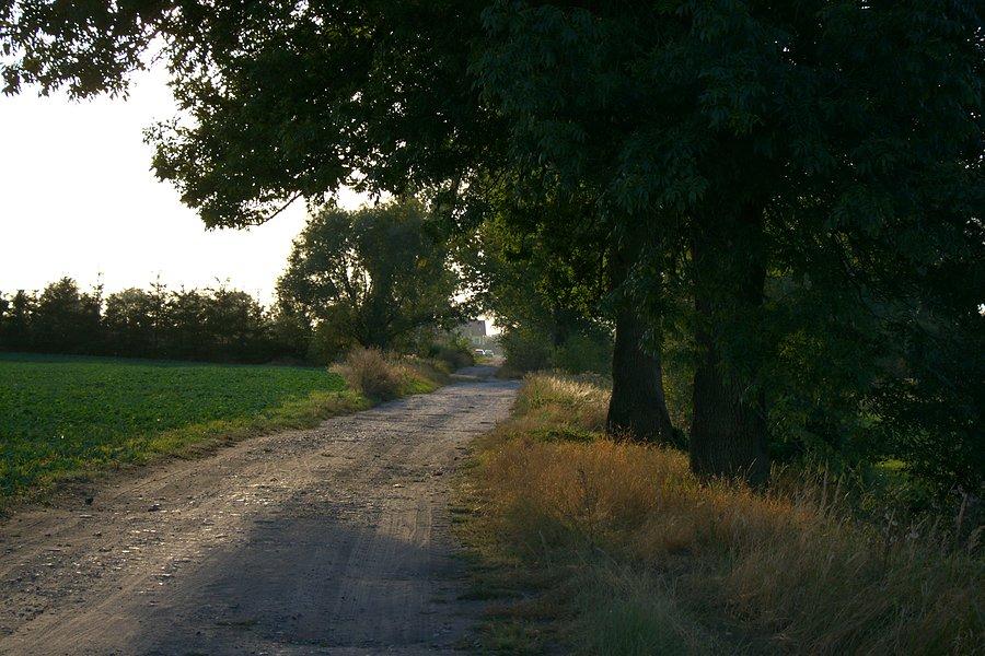 Polną drogą do Witkowa Drugiego