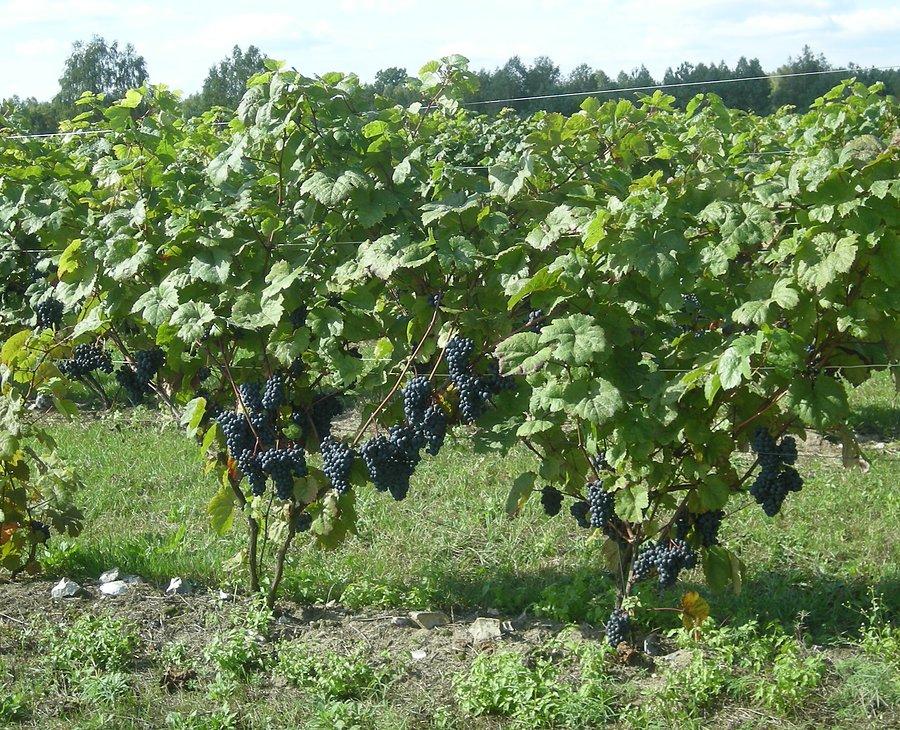 Winorośl