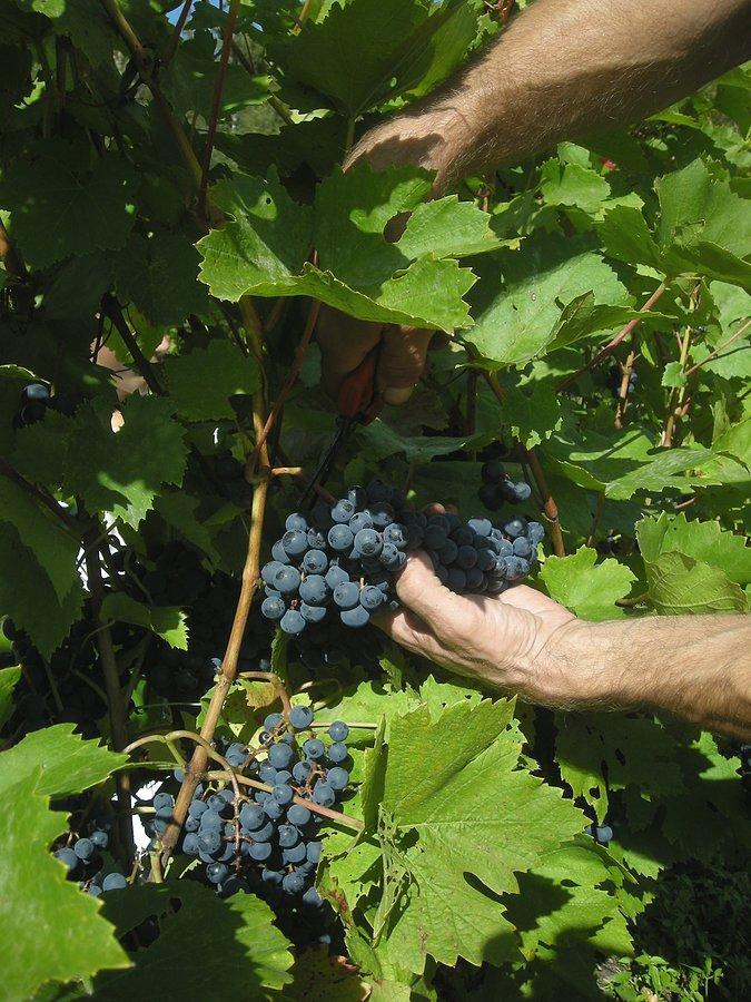 Winobranie