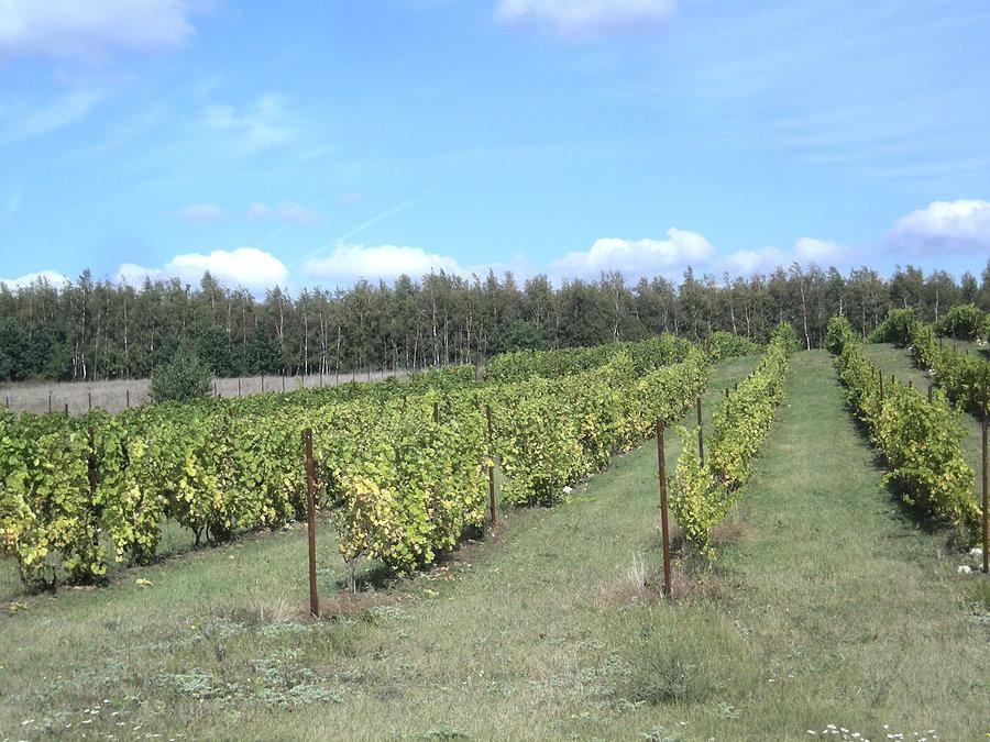 Winnica rodziny Gorgolów w Złotym Potoku