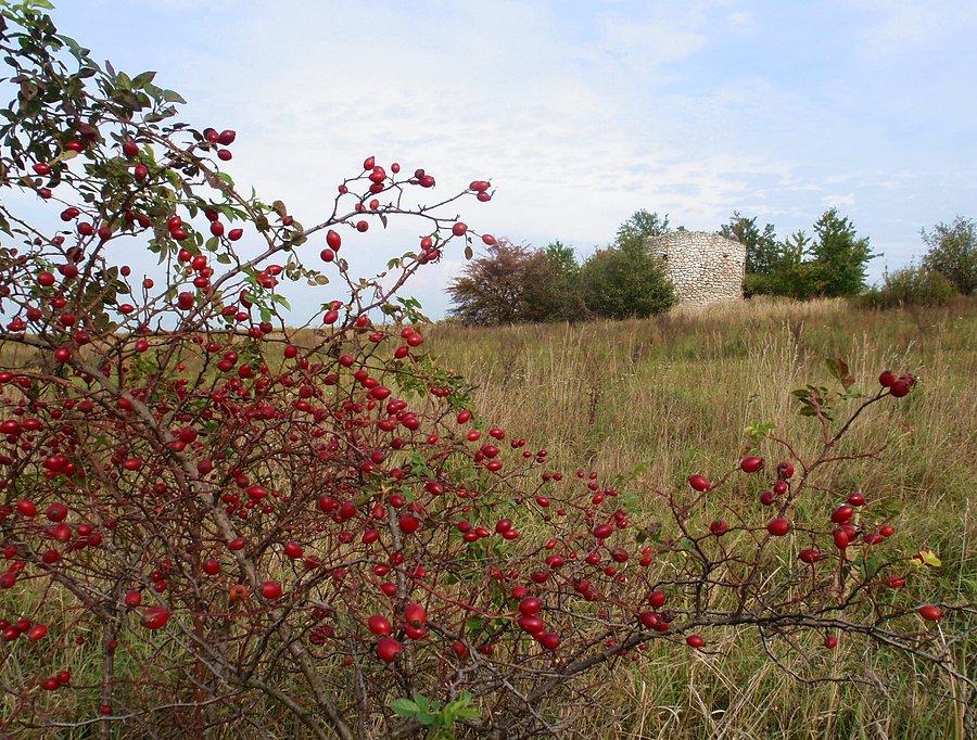 Wapiennik pod Rędzinami