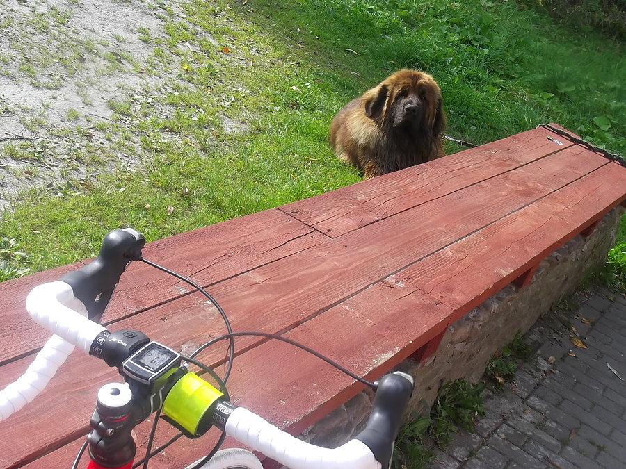 Piesku przypilnuj roweru, idę do sklepu