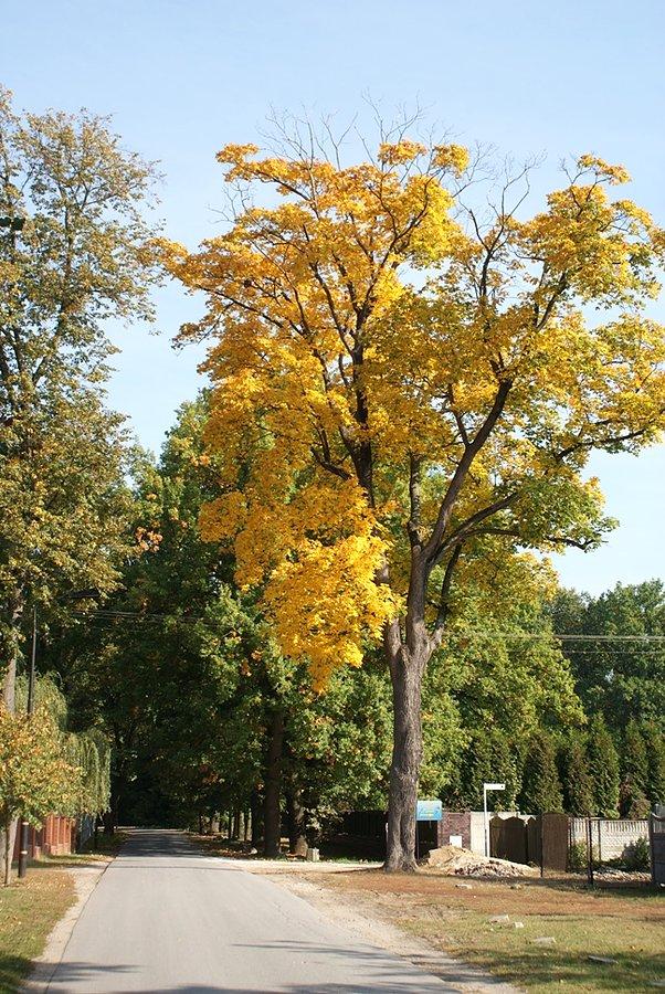Cudnie to wygląda