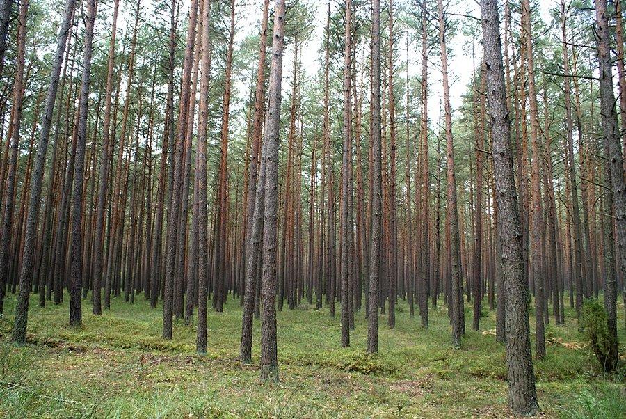 Można śmiało bawić się w chowanego ;)