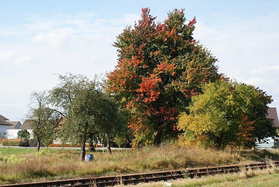 Kolorowe drzewo