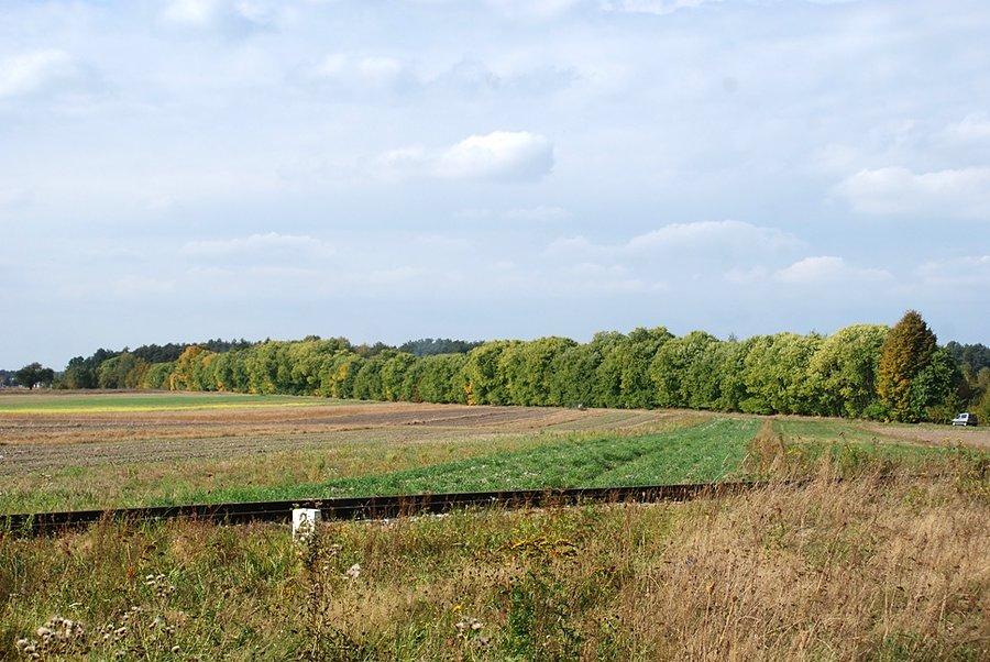 Koło tamtych drzew będę zaraz jechała