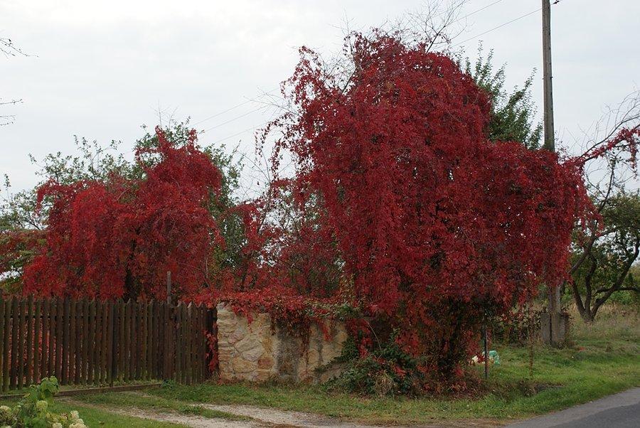 Bordowe