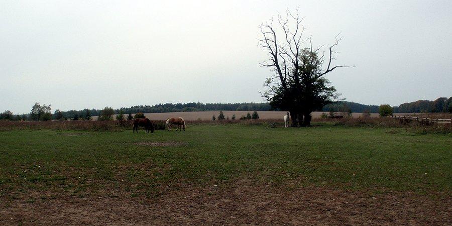 Pasące się konie