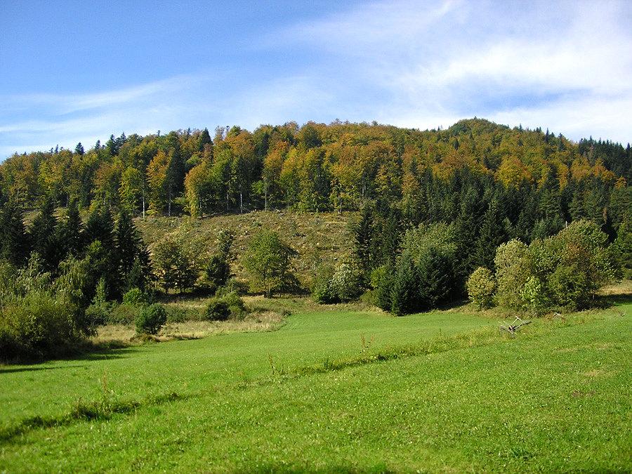 Jesienny lasek