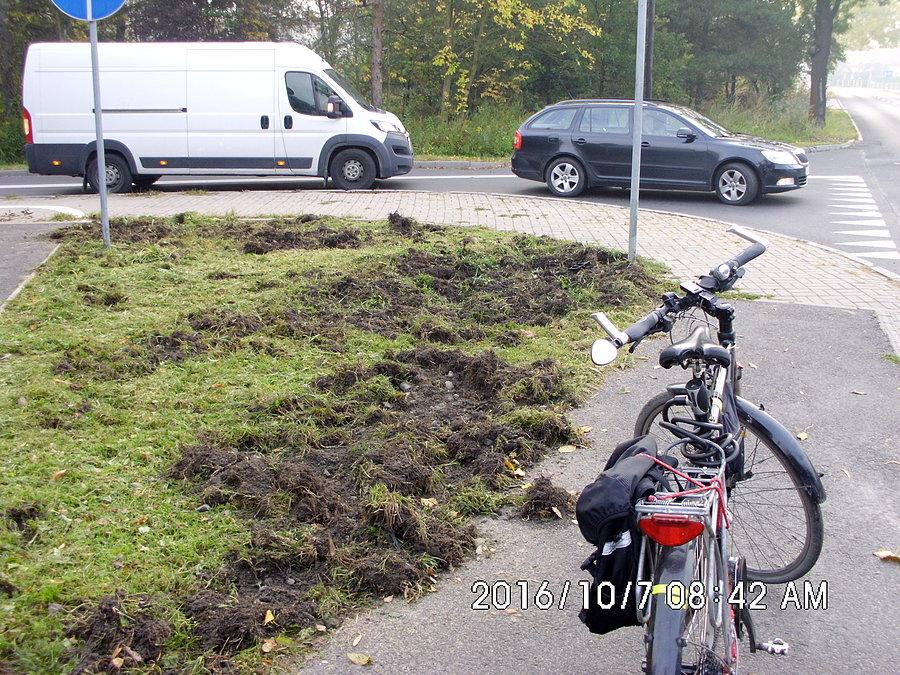 Dziki dają o sobie znać - w Panewnikach