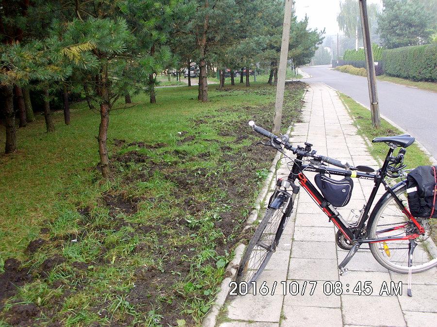Głodne dziki przekopują trawniki