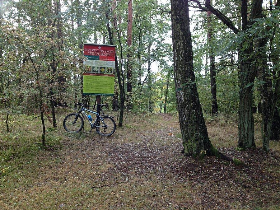 W rezerwacie Wilcze Błoto
