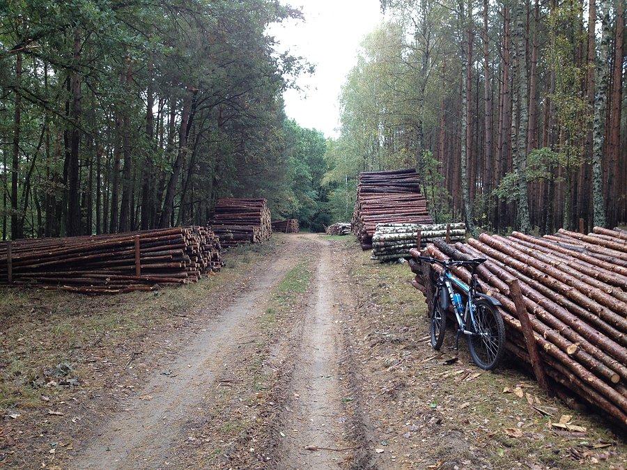 W kierunku Krucza / ścinka lasu