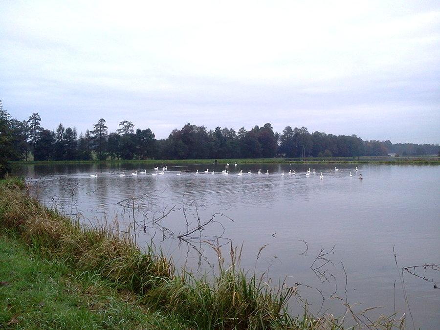 Łabędzie