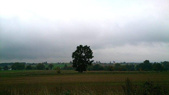 Samotne drzewo na polu