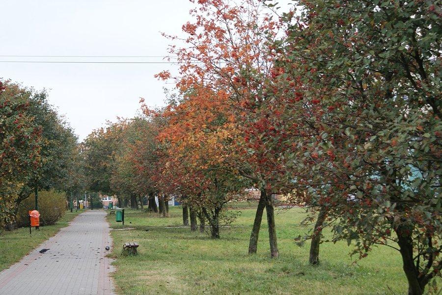 Jarzębinowy deptak na osiedlu Niebrów