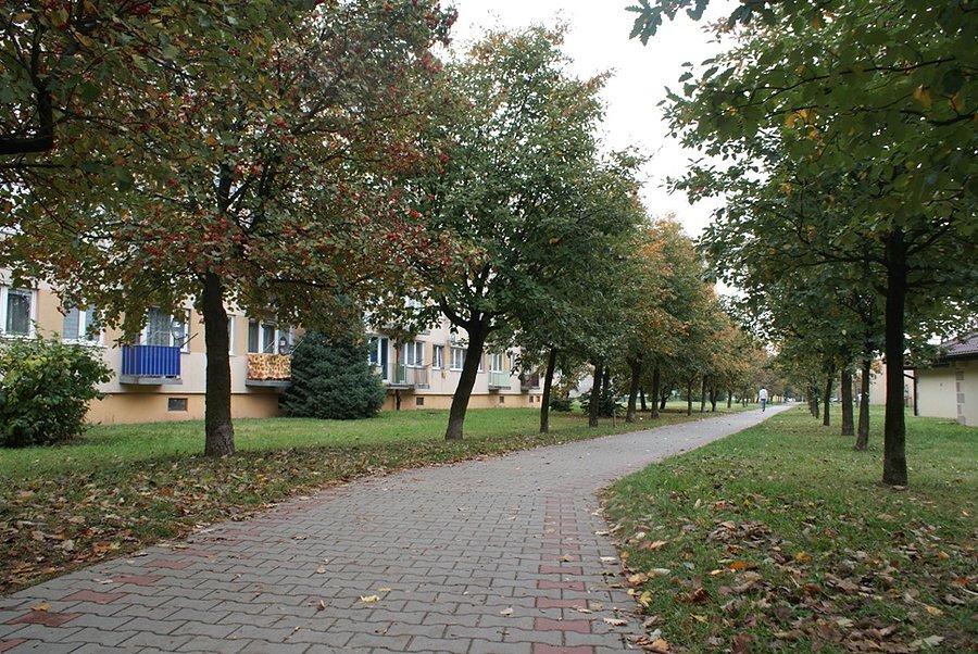 Ciąg dalszy jarzębinowego deptaka na osiedlu Niebrów