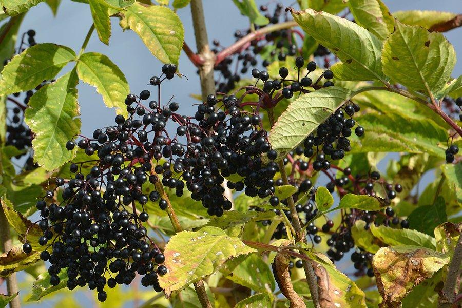 Czarny bez