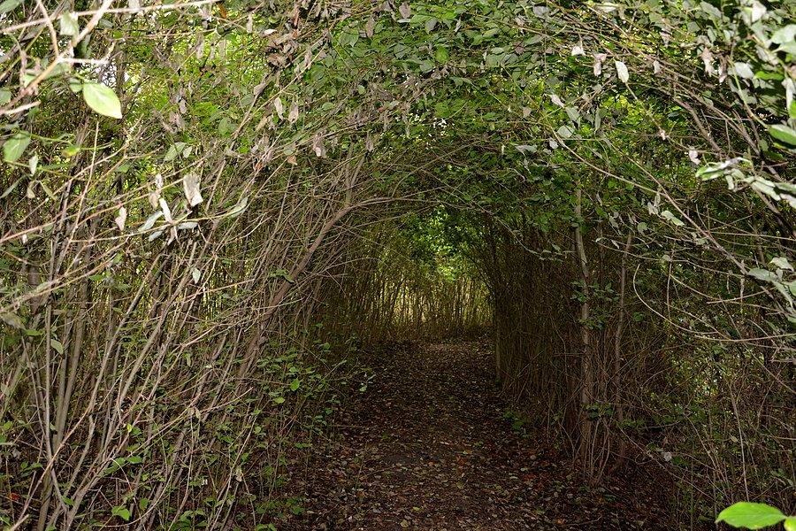 Leśny tunel nad jeziorem Uściwierz
