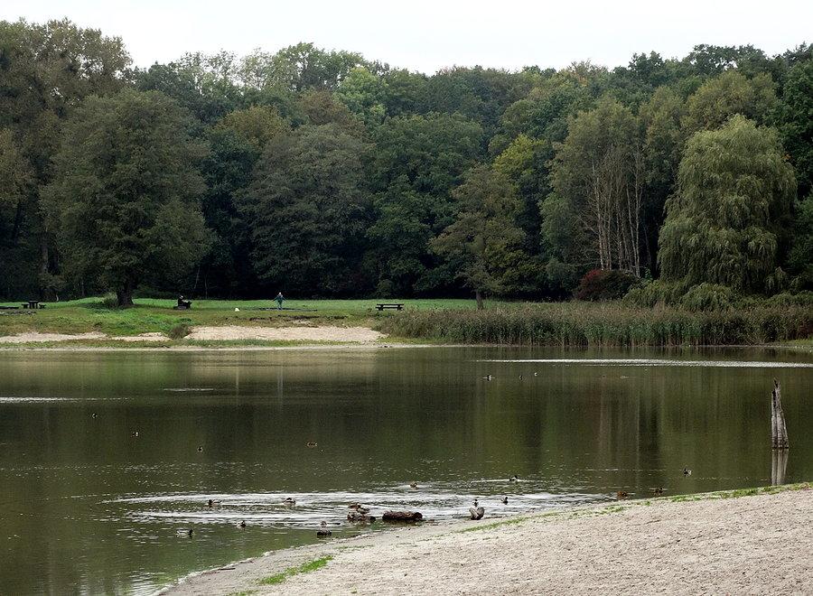 Jezioro Goplana z Lasku Arkońskiego - niestety wysycha