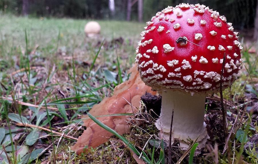 Grzybki jednokrotnego użytku