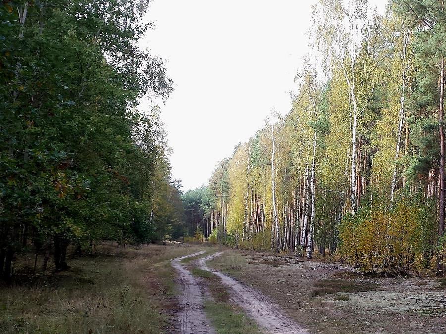Leśna droga w okolicy Sowna