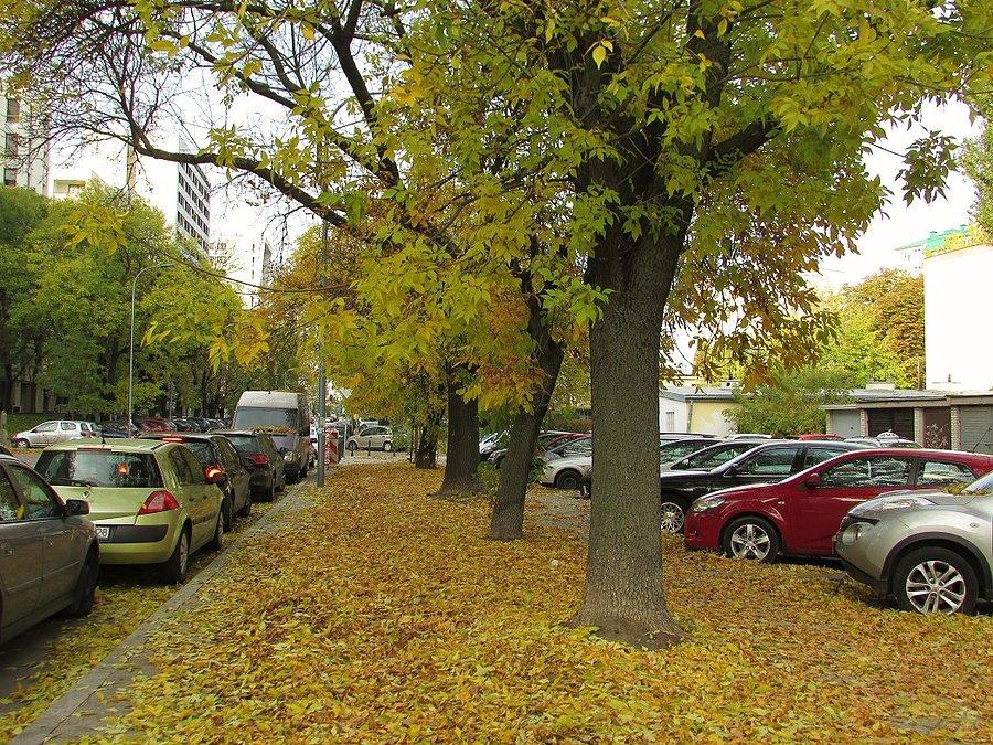 Obrzeżna w liściach