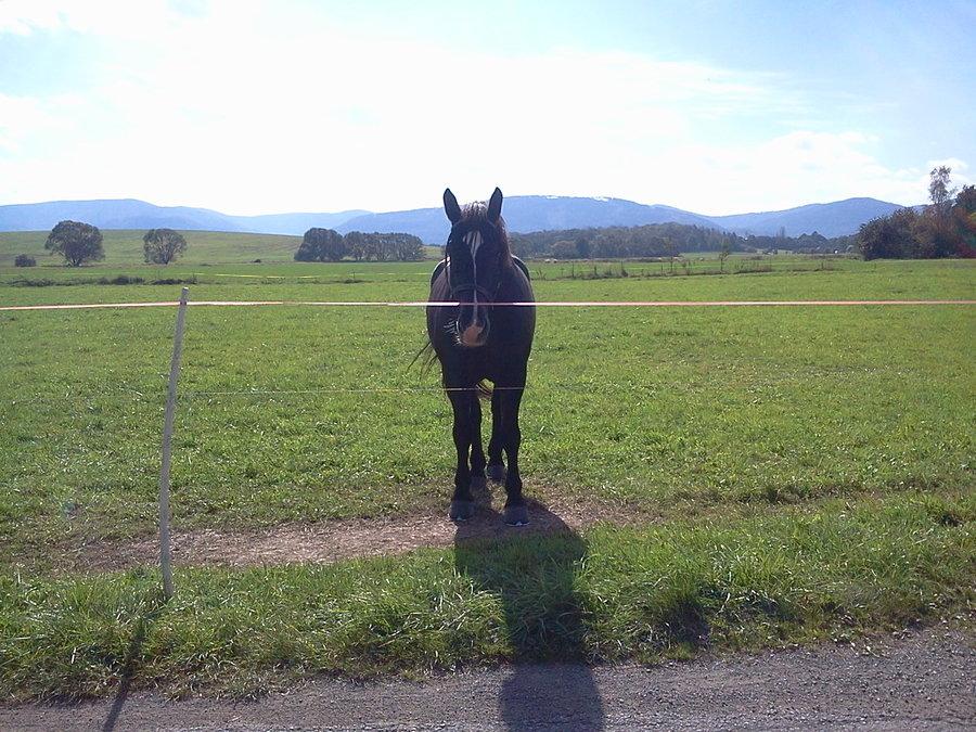 Konik na miedzy