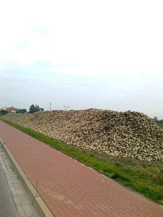 To nie kamienie, tylko buraki cukrowe