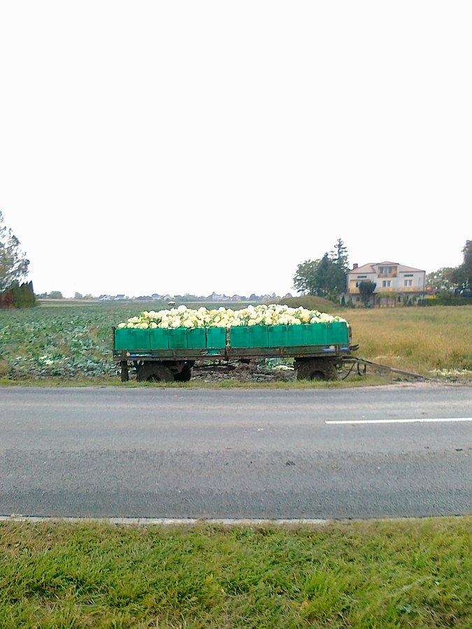 Przyczepa z kalafiorami