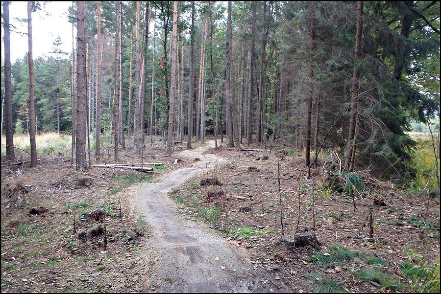 Kross Trail Suliwoods - gdzieś na trasie