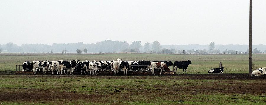 Zimny wychów krów na niemieckim polu pod Grunhof