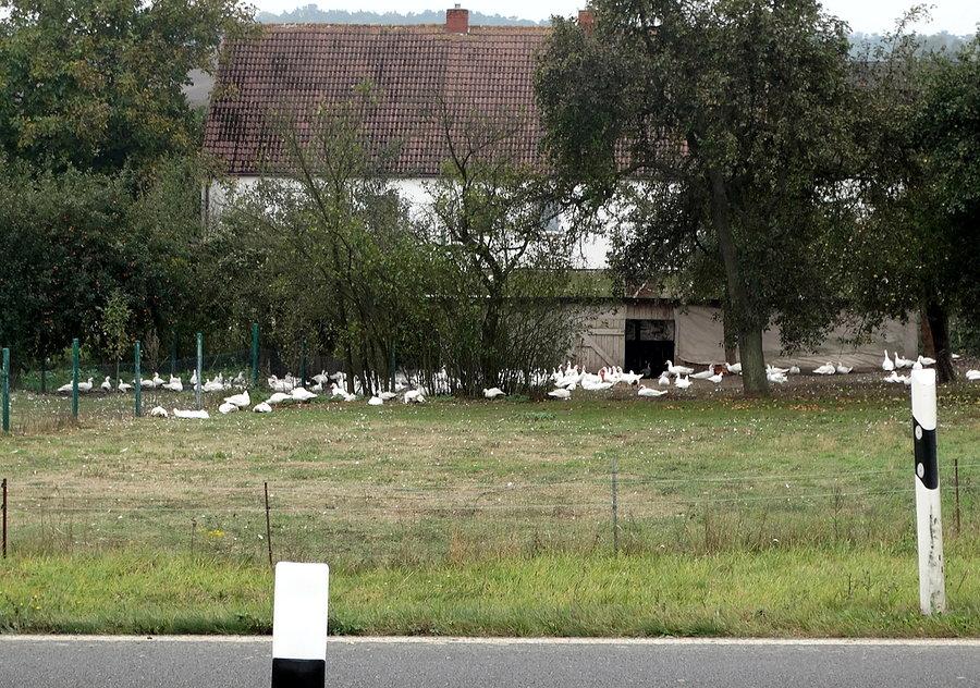 Hodowli gęsi przy niemieckim gospodarstwie