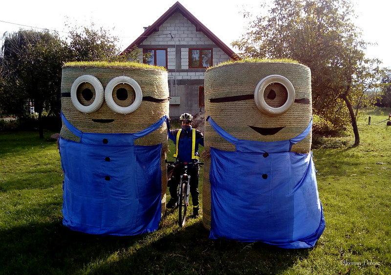 Minionki na Żuławach