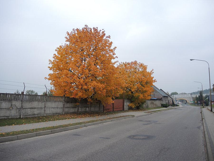 Jesień na ul Gdańskiej w Czarnkowie