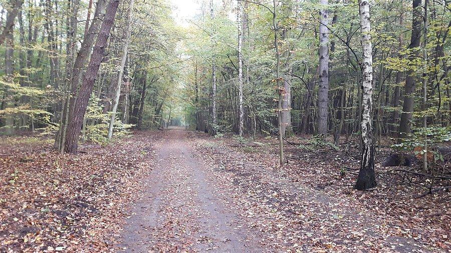 Las Kabacki droga Natolin-Kierszek
