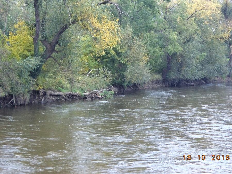 Lasy namorzynowe nad Bobrem ;)