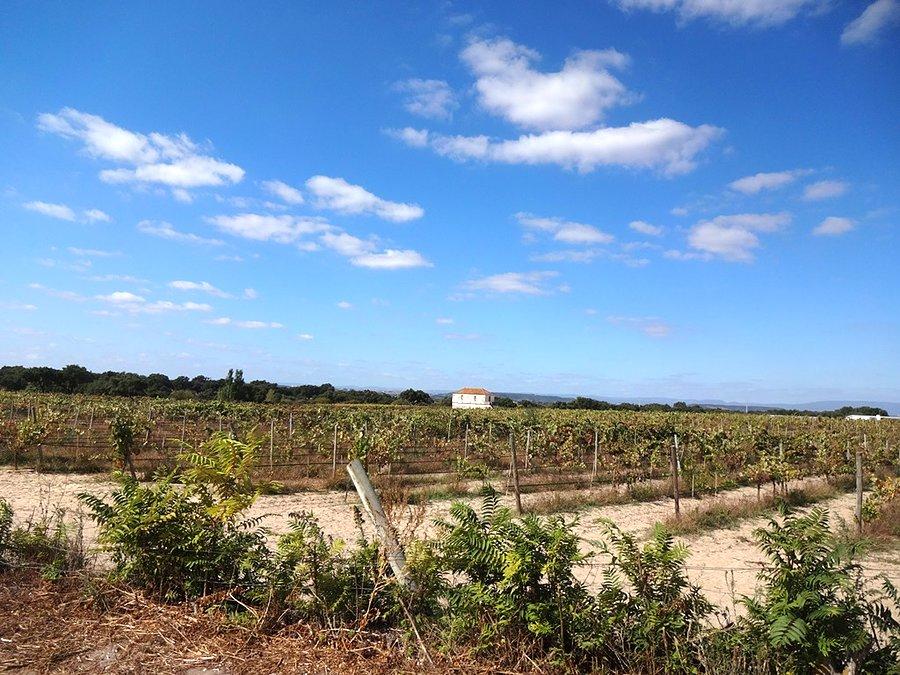 Winnica / Vineyard