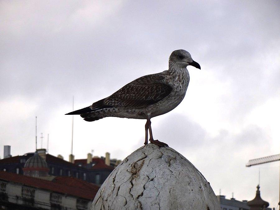 Ptak / A bird