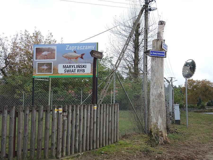Maryliński świat ryb nad jeziorem Moczydło
