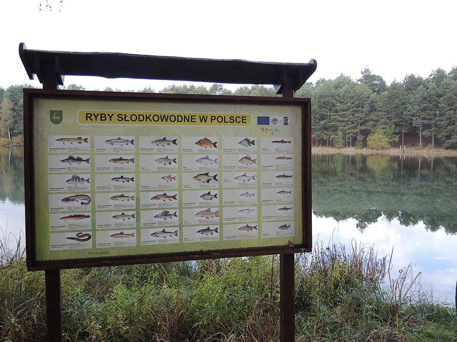 Ryby słodkowodne w Polsce