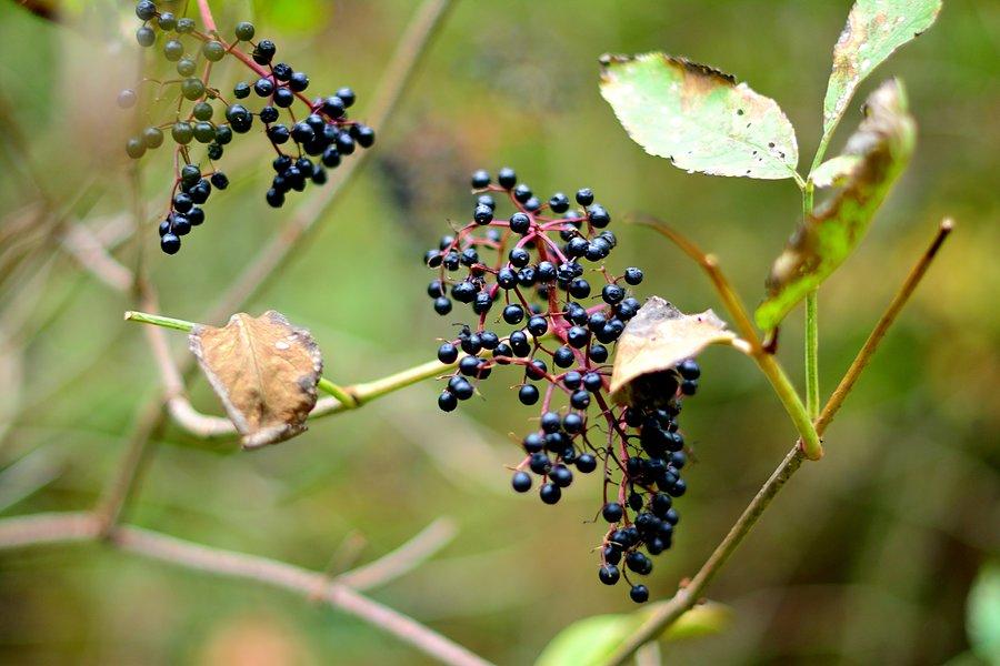 Czarny bez