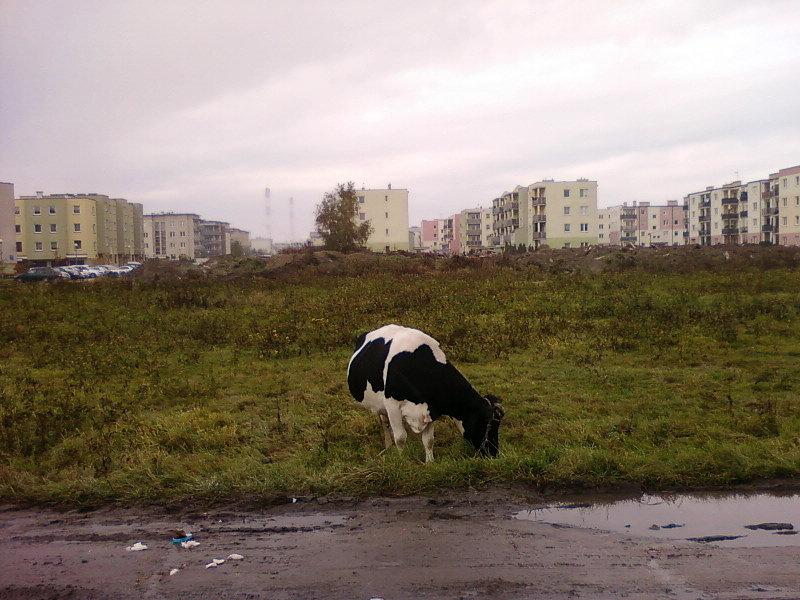 Krowa i blokowisko