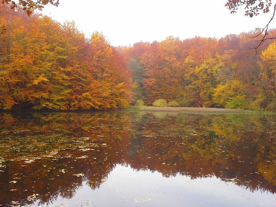 Leśny staw