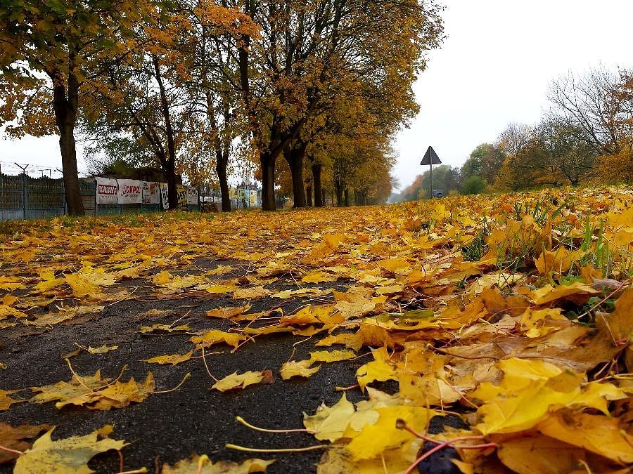 Jesień na DDR-ce do Kobylanki