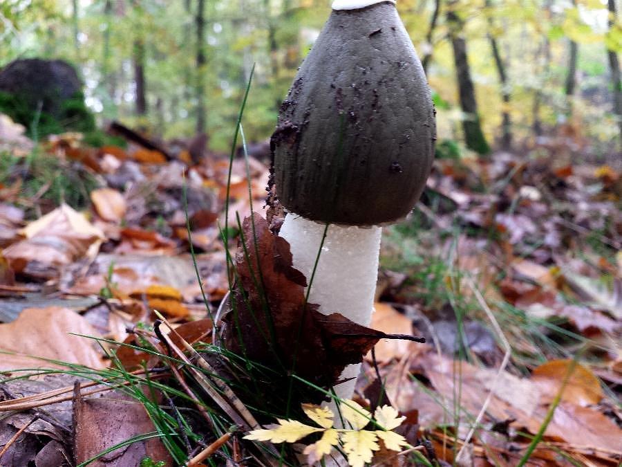 Sromotnik bezwstydny - Phallus impudicus
