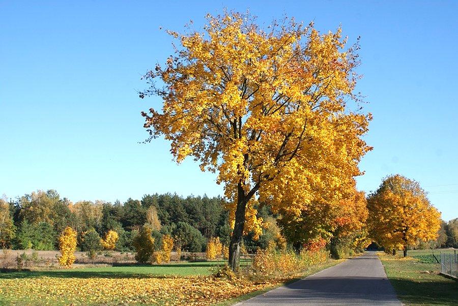 W drodze do Zajączkowa