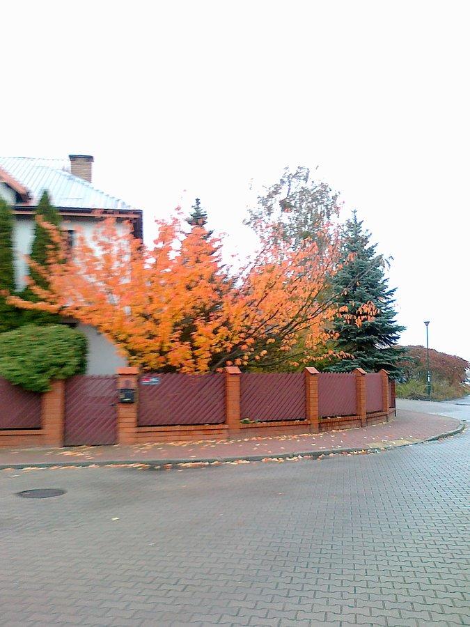 Kolorowe drzewo na tle szarości